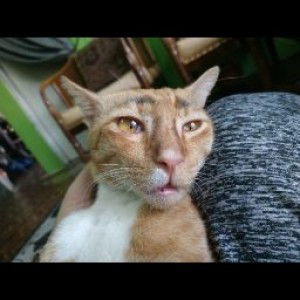 ash zainal profile icon