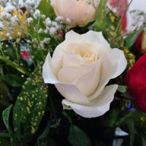 Kim Chi Hoàng profile icon