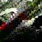 Nur Rafiqah profile icon