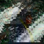 Siisiva Arrafa profile icon