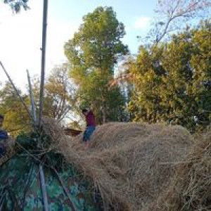 Angkana Charoensuk profile icon