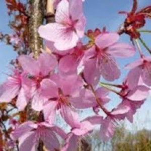 Siti Khoeriyah profile icon