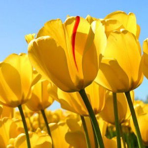 Eka Nugraha profile icon