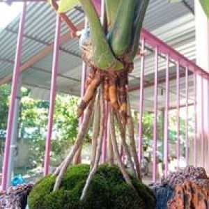 Azeem Insanaih profile icon