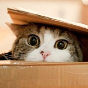 AMALINA AYU ABDULLAH profile icon