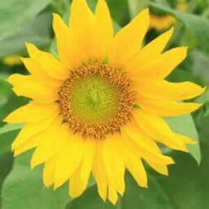 Zita Ingreyne Yulianto profile icon