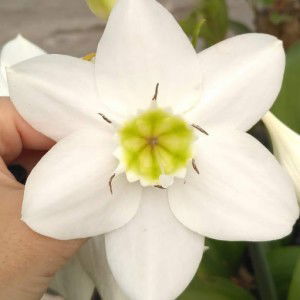 Septi Savitri profile icon