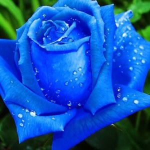 farah adel profile icon