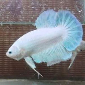 Hafis Jahir profile icon