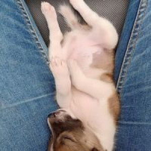 Suphawan Chimphuk profile icon