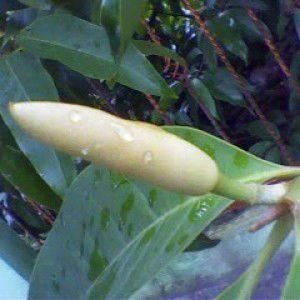 Ismaya Jati profile icon