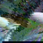 Ismaya Jati profile icon