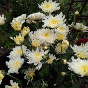 richamaidia kumalasari profile icon