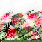 Titis Wijayanti profile icon