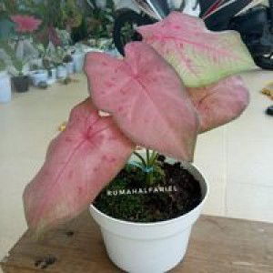 Rumah Alfariel II profile icon