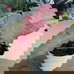 Rumah Alfariel II profile icon