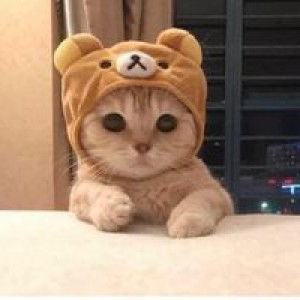 Cahaya Raudhah profile icon