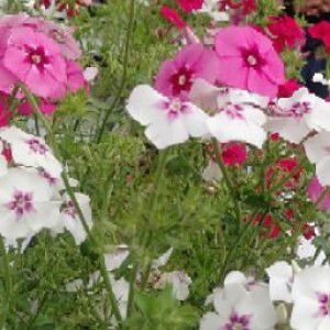 Kholifatul Azizah profile icon