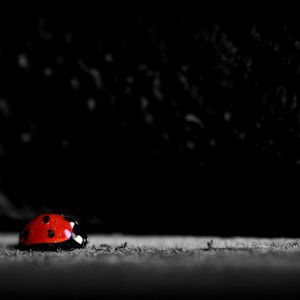 hawa hassan profile icon