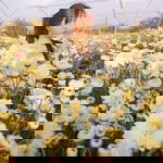 Pu Pang profile icon