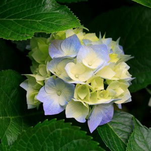 Ro Zana profile icon