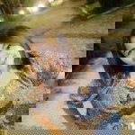 อนุสรา เกศบัวขาว profile icon