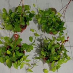 Mahani Budi Murti profile icon