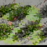 Mahani Budi Murti profile icon