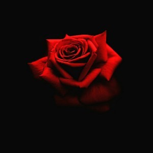 Firyal Albi profile icon