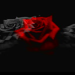 Firyal Albi profile icon