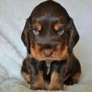 Noobiw Sukanya Singnoi profile icon