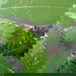 Dareesah Wp profile icon