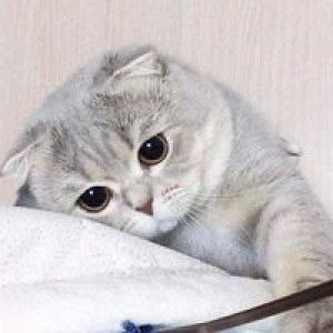 Aor Jung profile icon