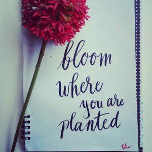 quinny babyville profile icon