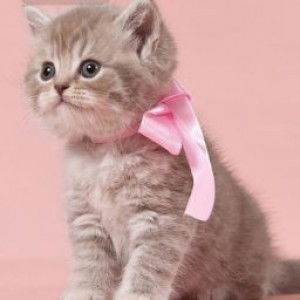 NenDen LW profile icon