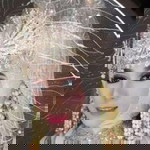 Chefau'na Pow profile icon