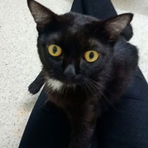 Pitchayapa profile icon