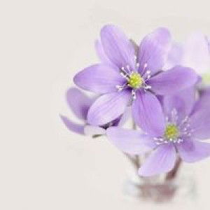 Karmila Abdullah profile icon