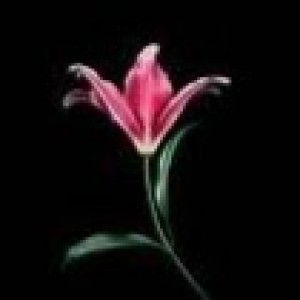 Fariza Hamid profile icon