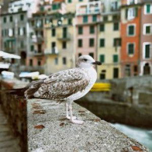 fatmawati profile icon