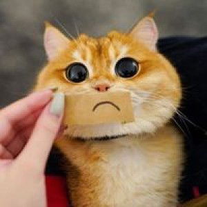 Kook Kookkai profile icon