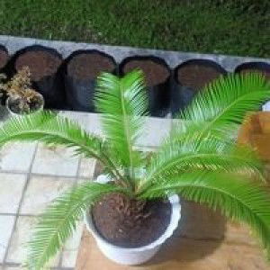 Serli Putriani profile icon