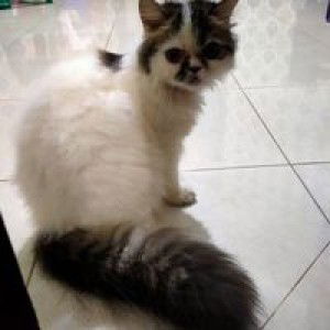 Isti Kharoh profile icon