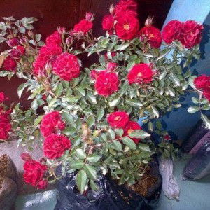 yuli herfanti profile icon