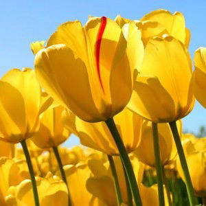 Lia Sari Purnama profile icon