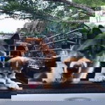 Kookkik Aloha profile icon