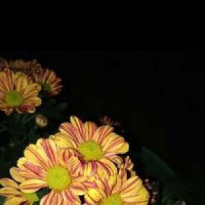 REgieta Kriting profile icon