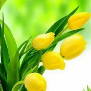 istiqomah iffat profile icon