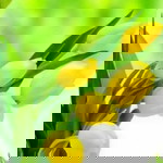 istiqomah iffat profile icon