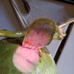 W Handhika Sari profile icon